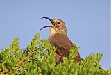 California Thrasher